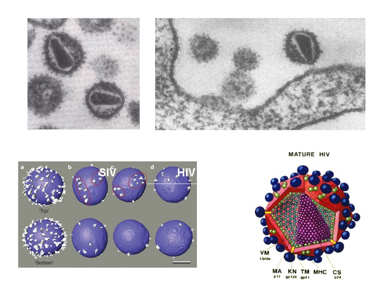 HIV Structure SIV HIV